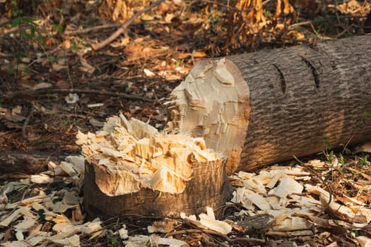 Fallen tree in a forest. A fallen and dead tree in the middle of the forest.