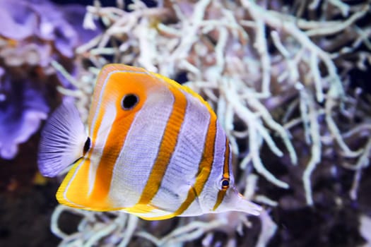 fishes in the reef