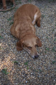 Brown dachshund sleeping on floor . Concept LAZY , Relax