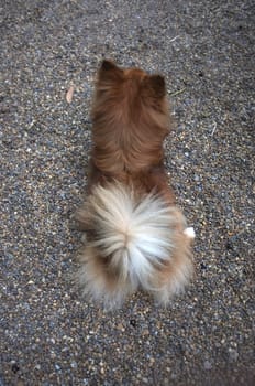 long-haired Chihuahua hua