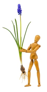 Complete grape hyacinth with petals and onion is carried by a wooden figure isolated on white