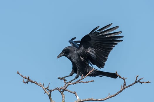 Flying raven on landing in front of blue cloudless sky