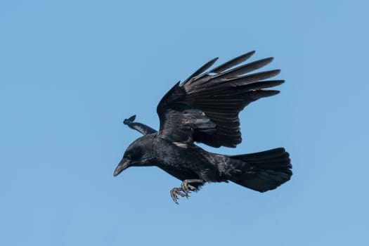 Flying raven on landing in front of blue cloudless sky