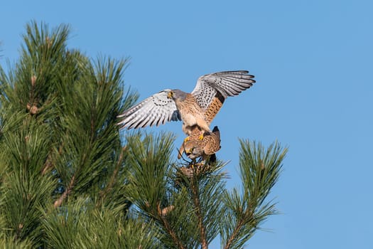 Kestrel couple on a pine while mating in front of blue sky