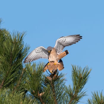 Kestrel couple on a pine while mating in front of blue sky