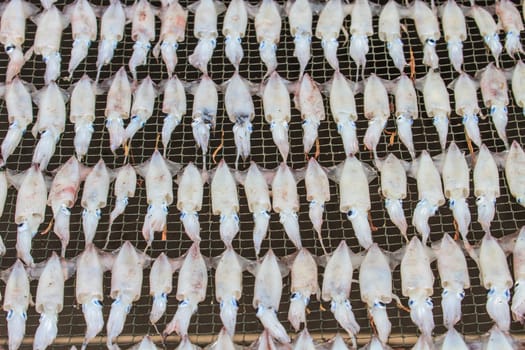 close up dry squid, tradition seafood in Thailand