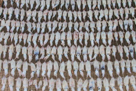 close up dry squid, tradition seafood in Thailand
