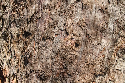 texture of bark wood use as natural background