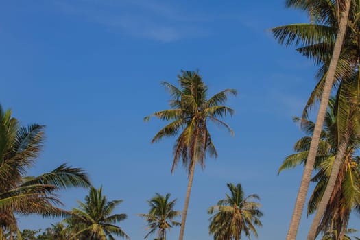 Palm tree with coconut on sky in farm Thailand