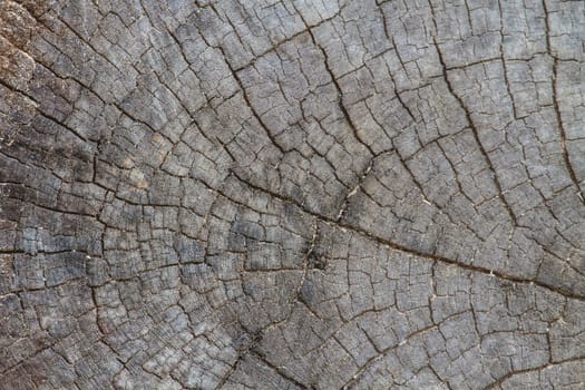 texture of bark wood use as natural background
