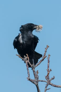 Raven with nesting material in its beak sits on a branch against a blue sky, ruffled by the wind