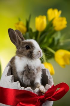 Easter holiday, with eggs, flowers and bunny