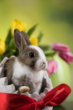 Rabbit and easter eggs, and tulip flower in green background