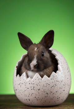 Bunny with Easter eggs on green background