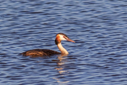 great crested grebe in Danube Delta, Romania