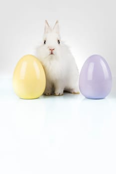 Easter animal holiday, and eggs white background