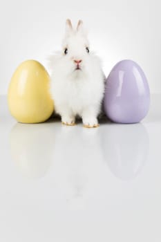 Rabbit and easter eggs in white background