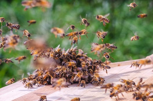 swarm of bees around a dipper soaked in honey in apiary
