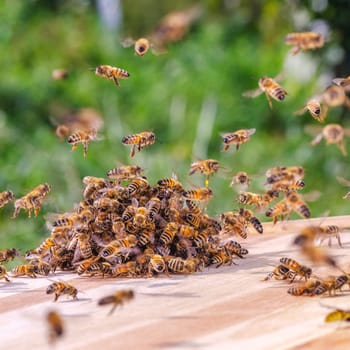 swarm of bees around a dipper soaked in honey in apiary