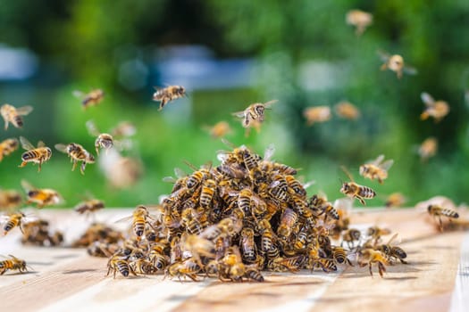 swarm of bees around a dipper soaked in honey in apiary