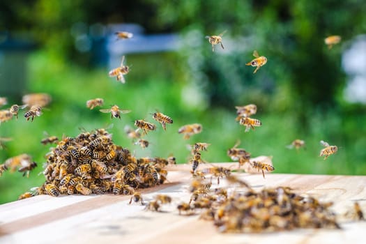 swarm of bees around a dipper soaked in honey in apiary