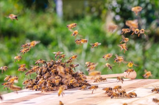 swarm of bees around a dipper soaked in honey in apiary