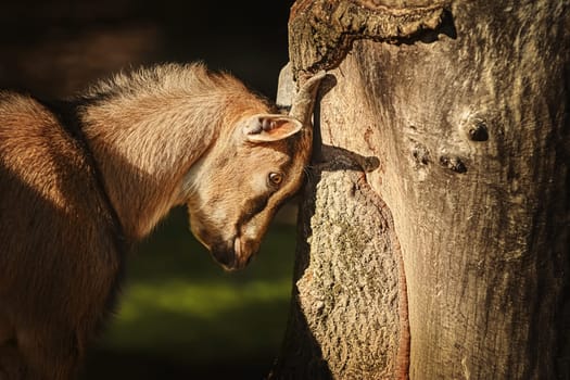 Goat scratching its horns against the tree