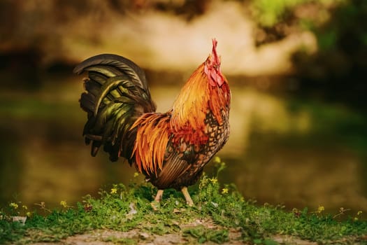 Rooster wlaks on the bank of a river
