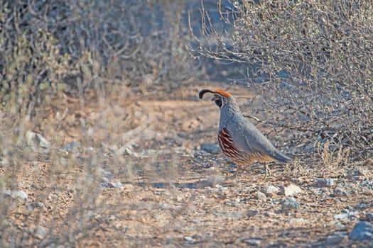 Gambels Quail in the Desert Brush in Organ Pipe Cactus National Monument in Arizona