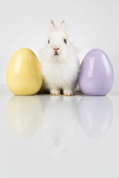Easter animal holiday, and eggs white background