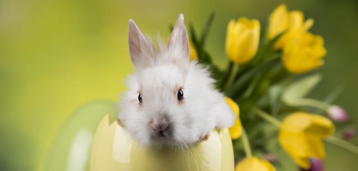 Spring baby bunny, tulip flower background