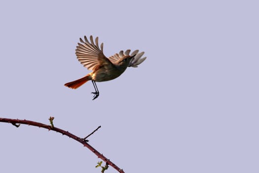 Female redstart Phoenicurus phoenicurus in flight