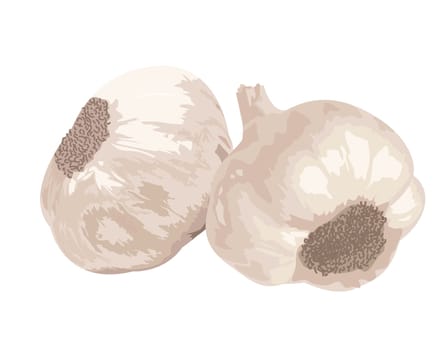 two Garlic isolated on white background.  Vector illustration