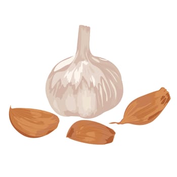 Garlic and cloves herbal condiment spice on a white background isolated.  Vector illustration