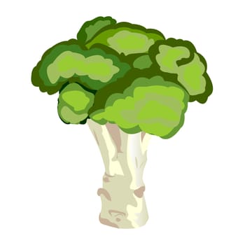 Broccoli vegan healthy food vector illustration on a white background