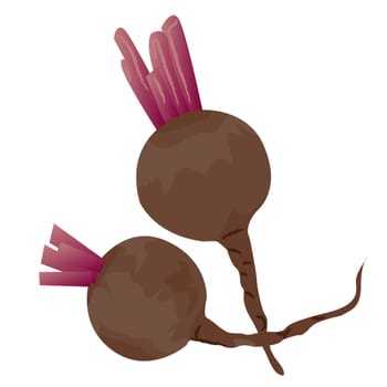 Beet roots vector illustration on a white background