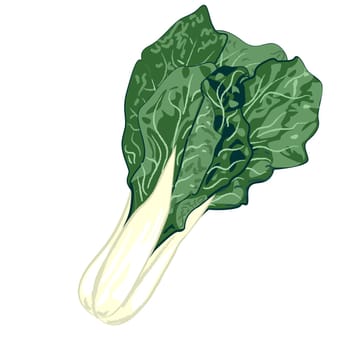 COLLARD GREENS vegetable greenery isolated on a white background vector illustration