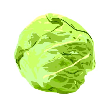 Cabbage vegan healthy food vector illustration isolated on a white background
