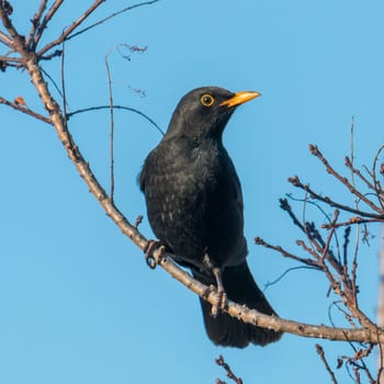 Blackbird male sits on a tree with young shoots in front of blue sky