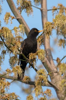 Blackbird male sits fluffed on a tree with young shoots in front of blue sky