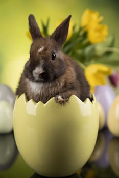 Rabbit and easter eggs, and tulip flower in green background