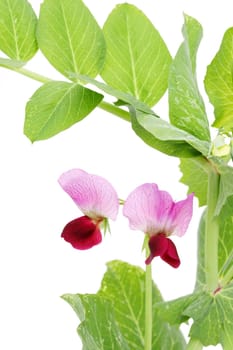 Green bean flower isolated on white background