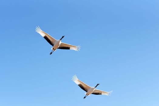 Two japanese cranes on the clear blue sky, Flying two Red-crowned cranes.