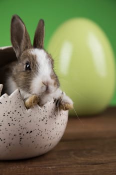 Bunny with Easter eggs on green background