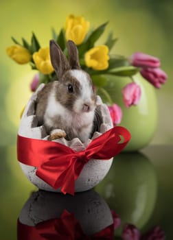 Baby bunny and egg on tulip flowers background