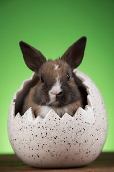 Bunny with Easter eggs on green background
