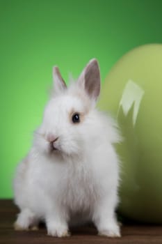 Bunny with Easter eggs on green background