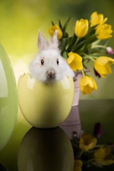 Spring baby bunny, tulip flower background