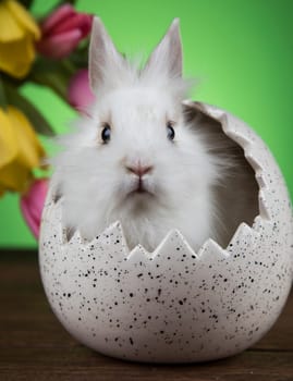 Baby bunny and egg on tulip flowers background