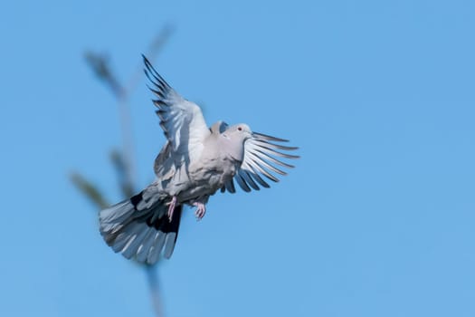 Flying wood pigeon with disheveled feathers in front of blue sky